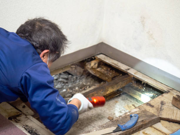 Professional Mold Removal in Edgemont Park, MI