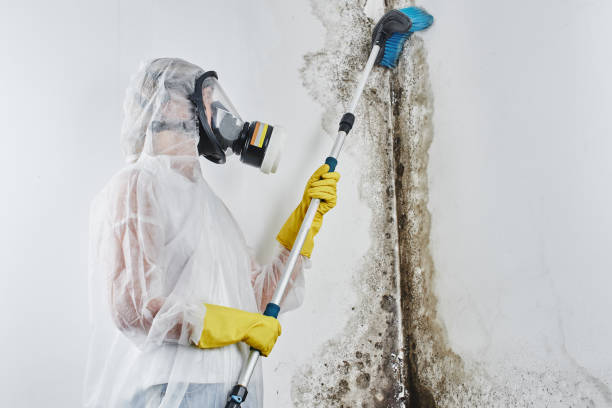 Best Certified Mold Removal  in Edgemont Park, MI