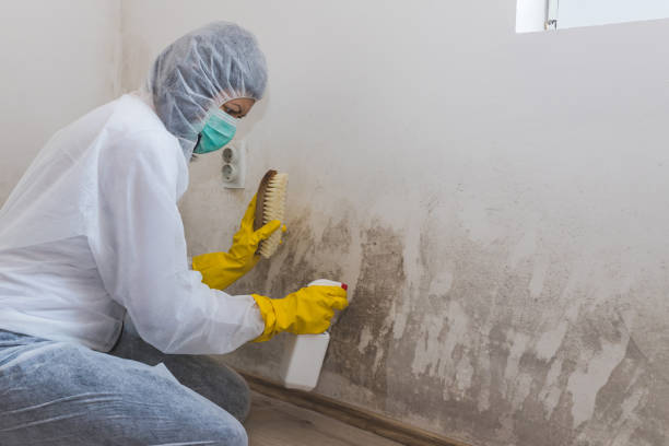 Best Local Mold Removal Service  in Edgemont Park, MI