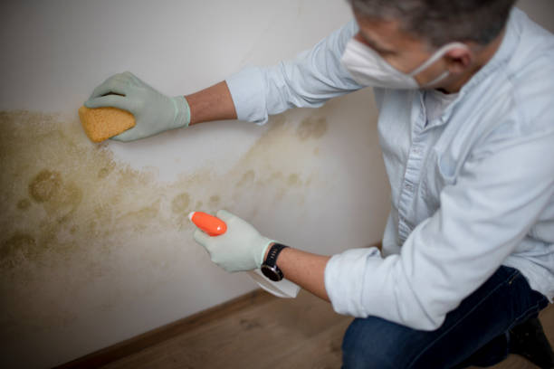 Best Emergency Mold Removal  in Edgemont Park, MI