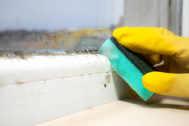 Best Local Mold Removal Service  in Edgemont Park, MI