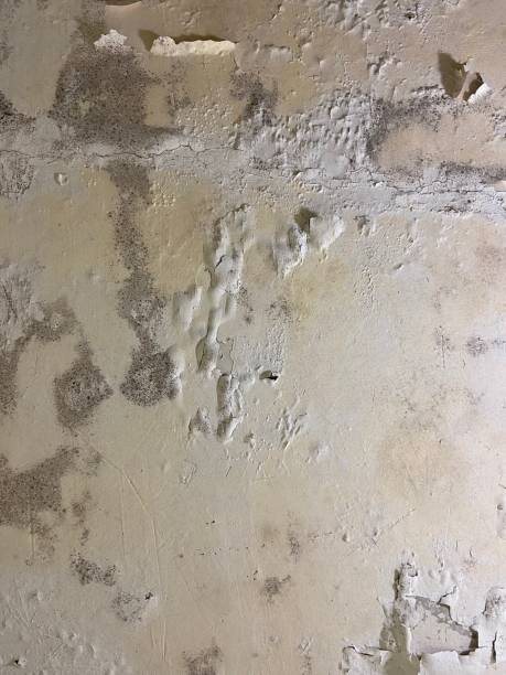 Best Emergency Mold Removal  in Edgemont Park, MI